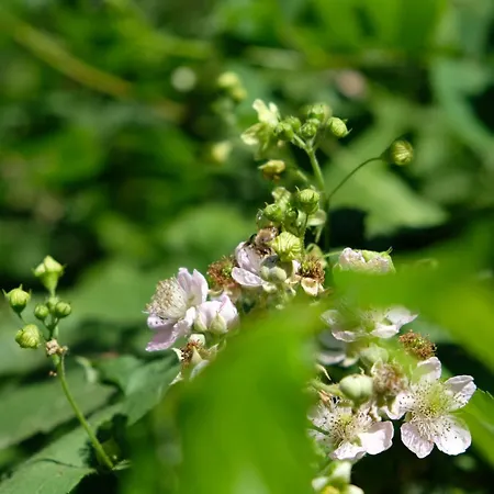 Valdispinso * 산타 비토리아 달바
