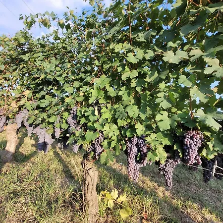 Valdispinso Farm stay Santa Vittoria d'Alba